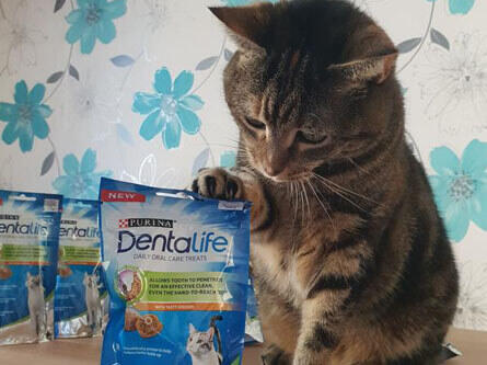 Tabby cat with paw on Dentalife packet