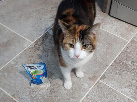 Tortoiseshell cat with Dentalife packet