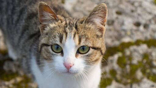 American Wirehair patrzy na kogoś