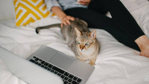 Kobieta ogląda film na swoim laptopie ze swoim zwierzakiem - kotem azjatyckim