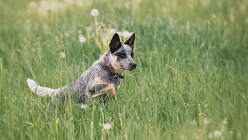 Australijski pies pasterski biegający po polu