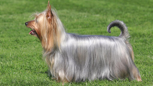 Australijski Silky Terrier stojący na trawie