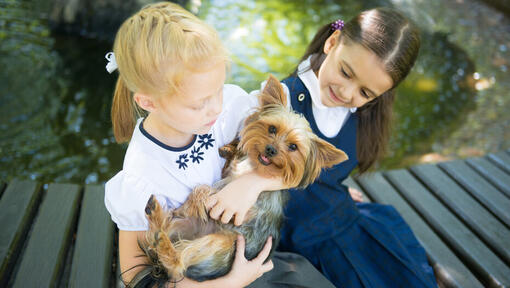 Australijski Silky Terrier z dziećmi