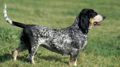 Basset gaskoński w terenie