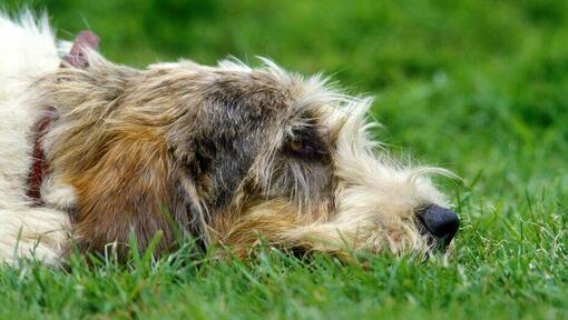 Grand Basset Griffon Vendeen leżący na ziemi