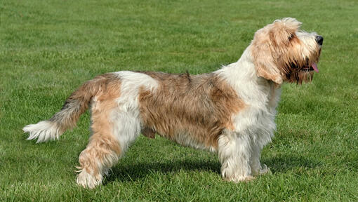 Petit Basset Griffon Vendeen stojący na trawie