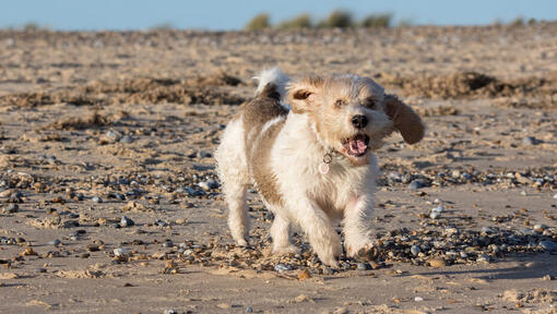 Petit Basset Griffon Vendeen biegnie