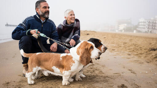 Basset hound z właścicielami na plaży.