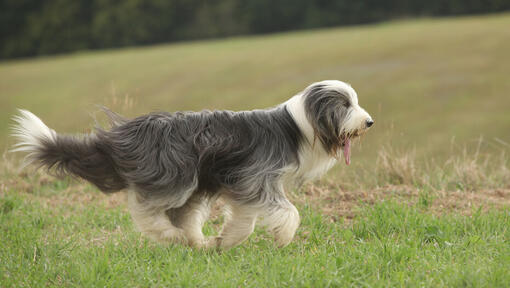 Bearded collie na polu