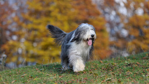 Bearded collie spaceru w lesie