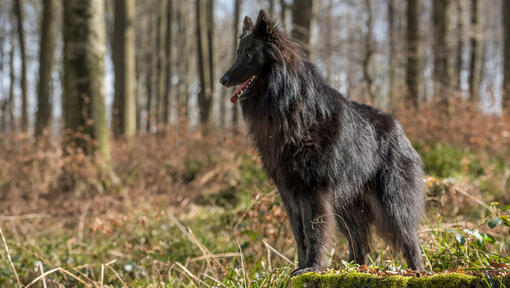 Owczarek belgijski Groenendael w lesie