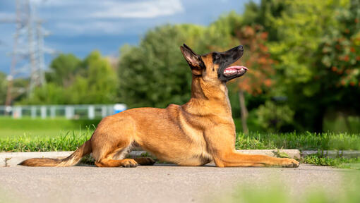 Owczarek belgijski Malinois patrząc w górę