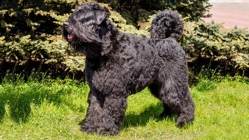 Bouvier Des Flandres stojący na trawie