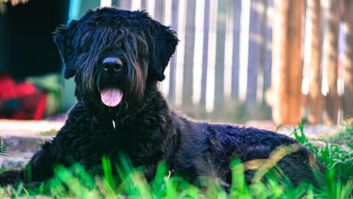 Bouvier Des Flandres leżący na ziemi