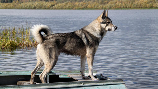 Kanadyjski pies eskimoski w pobliżu wody