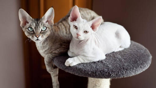 Dwa koty Devon Rex wspólnie drzemią