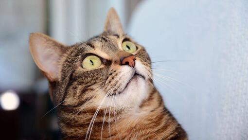 Egipski kot Mau patrzy na coś ze zdziwieniem