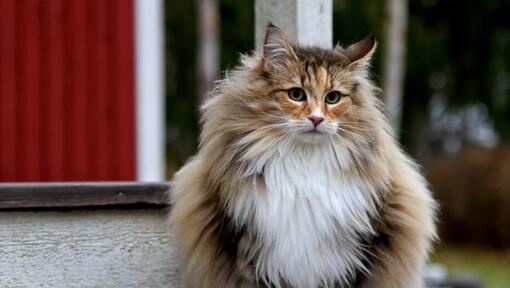 Kot norweski leśny stoi na podwórku