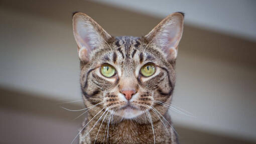 Ocicat przygląda się czemuś w zamyśleniu