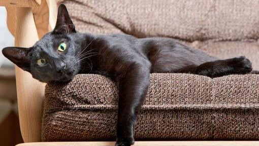 Kot orientalny o krótkich włosach leży na kanapie