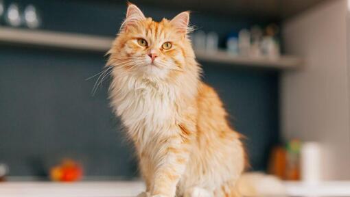 Kot perski długowłosy stoi w kuchni