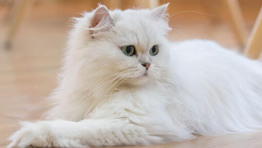 Kot perski długowłosy leży na podłodze