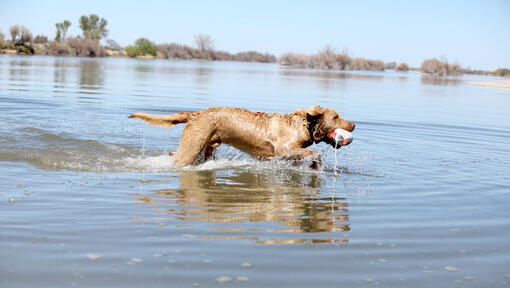 Chesapeake Bay Retriever w wodzie
