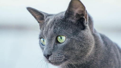 Rosyjski niebieski kot patrzy na kogoś