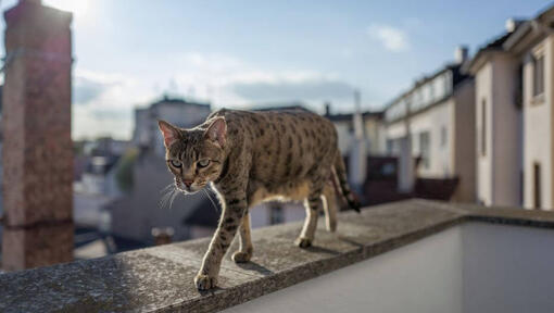 Kot Savannah chodzi po balkonie