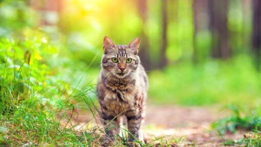 Kot syberyjski leśny spaceruje po lesie