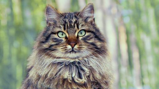 Kot syberyjski leśny stoi w pobliżu drewna