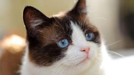 Kot Snowshoe o niebieskich oczach patrzy uważnie