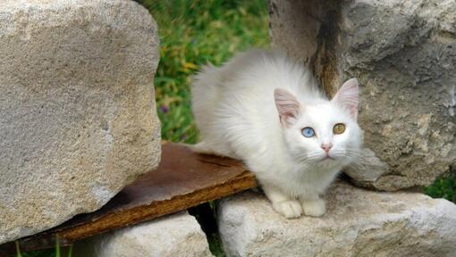 Kot Turecki Van siedzi w ogrodzie