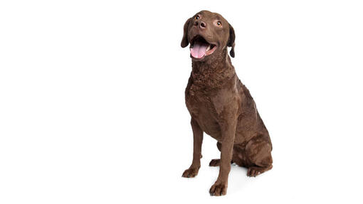 Chesapeake Bay Retriever