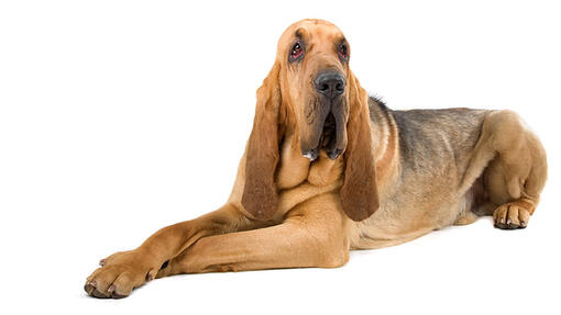 Bloodhound