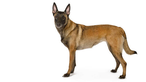 Owczarek Belgisjki Malinois