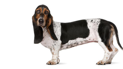 Basset Hound