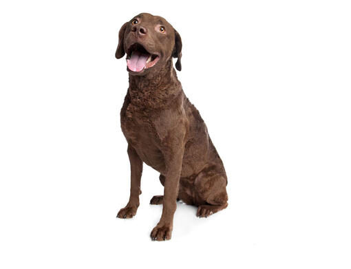 Chesapeake Bay Retriever