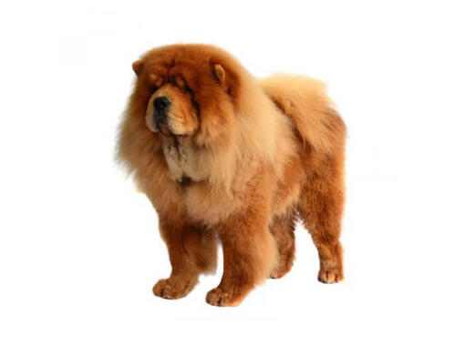 Chow Chow (Szorstkowłosy)