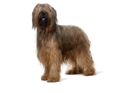 Owczarek Francuski Briard