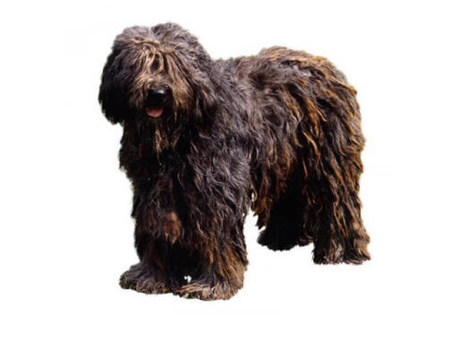 Owczarek Bergamasco