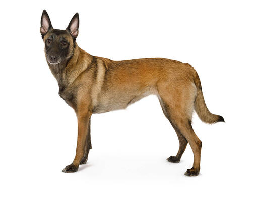 Owczarek Belgisjki Malinois