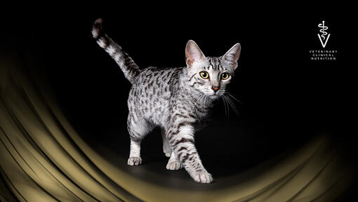 Pro Plan Veterinary Diets Kot Hero Banner