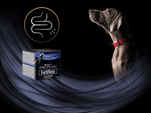 Pro Plan Veterinary Diets FortiFlora