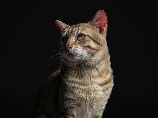 ProPlan® Senior