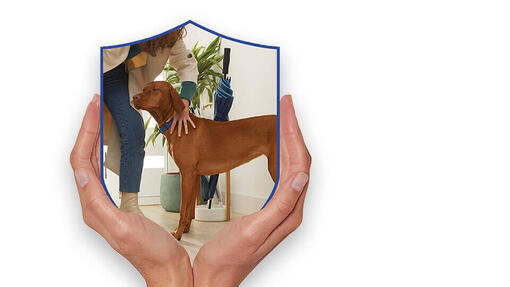 Purina DogChow® Hero Banner