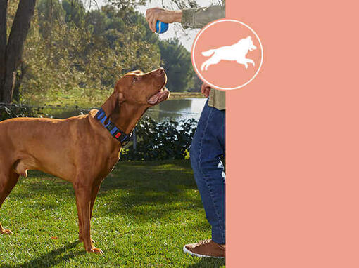 Purina DogChow® karma Active