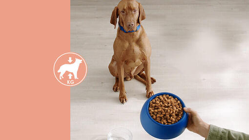 Purina DogChow® karma light