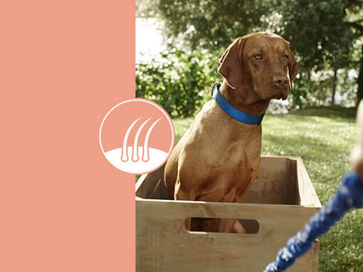Purina DogChow® karma Sensitive