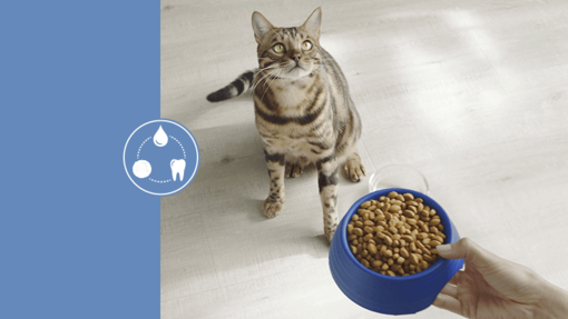 Purina CatChow® karma 3w1